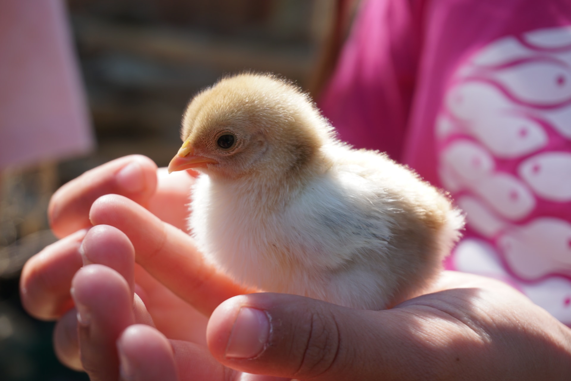 Combien De Temps Une Poule Couve