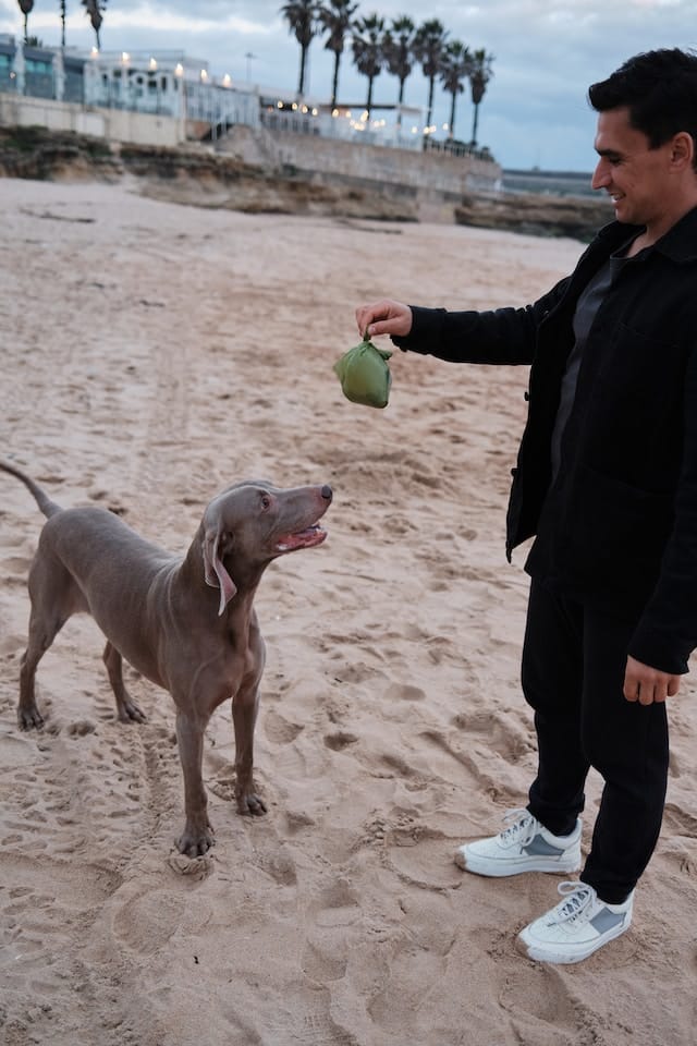 Personne e à la plage tendant à son chien un sac plastique contenant des crottes ramassées.
