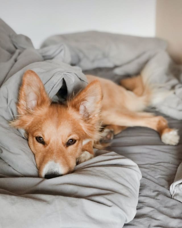 chien qui dort dans le lit