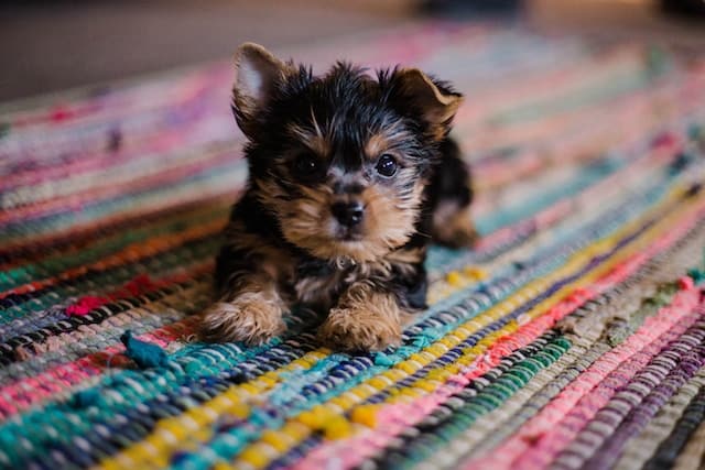 chiot fait ses dents