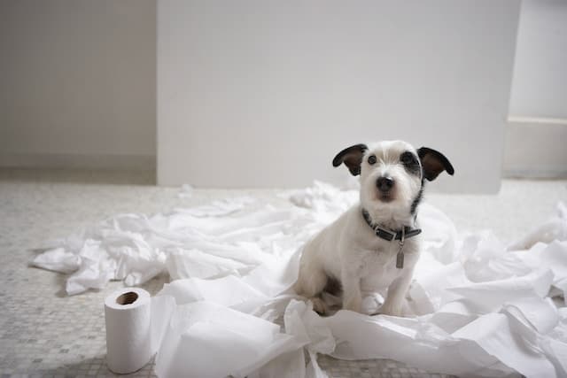 Jack Russell Terrier embarrassé ayant uriné à l'intérieur de l'habitation, à côté d'un rouleau de papier toilette utilisé pour nettoyer.