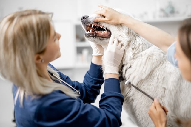 Un vétérinaire en train d'examiner attentivement les dents d'un chien dans sa clinique.