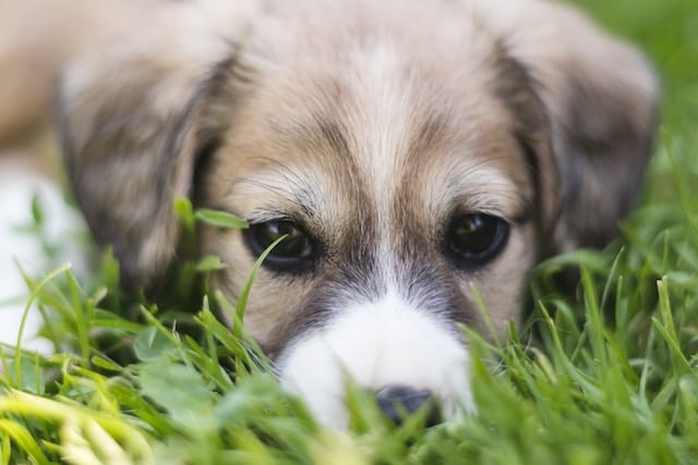 Petit chien allongé avec sa tête plongée dans les brins d'herbe, explorant l'herbe de près.
