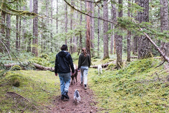 Un jeune couple vu de dos marchant à travers une forêt, guidant trois chiens âgés.