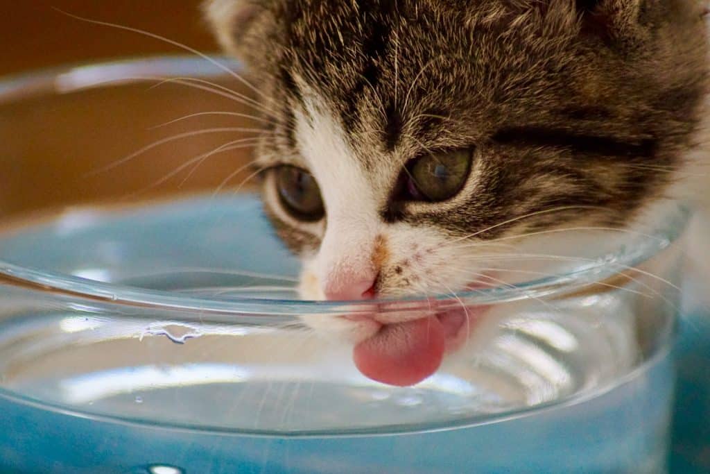 Mon chat boit beaucoup d'eau
