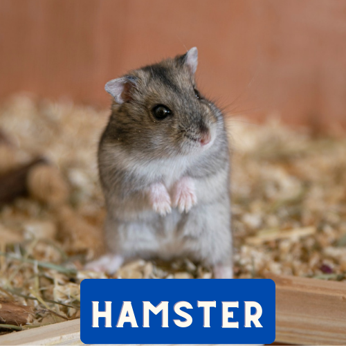 Un hamster curieux explorant son habitat.