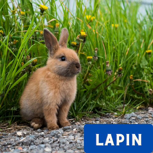 Un lapin mignon proche d'herbes hautes.