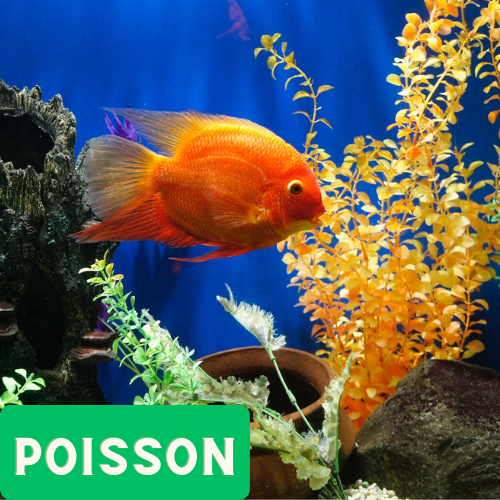 Un poisson coloré nageant dans un aquarium.