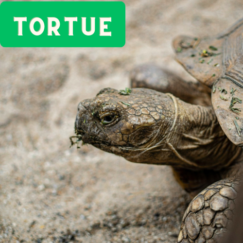 Une tortue prenant un bain de soleil sur une pierre.