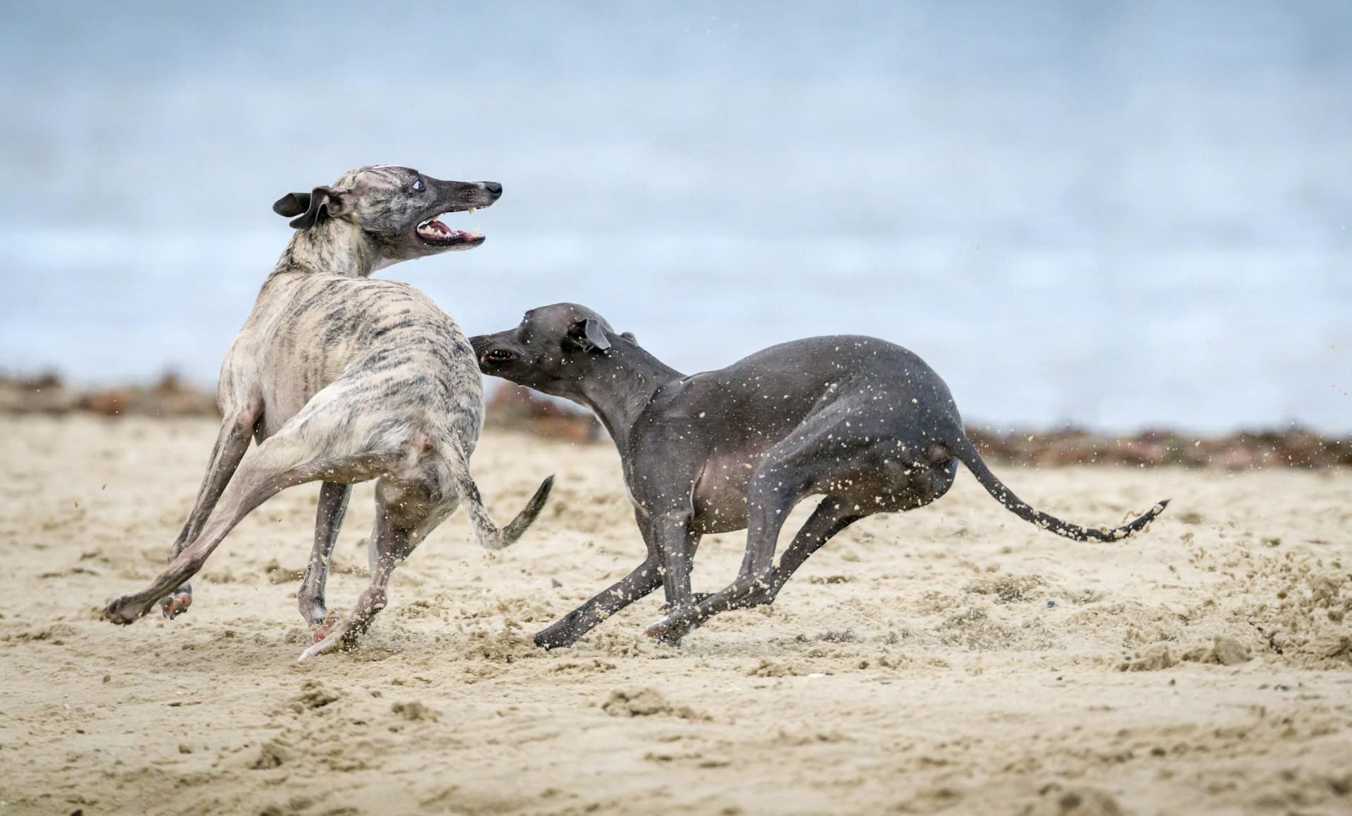 Chien Queu Entre Les Jambes levillagedesanimaux.com