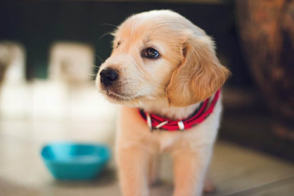 A Quel âge Un Chien Est Propre